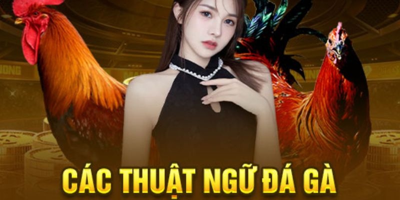 Tổng hợp các thuật ngữ đá gà được sử dụng phổ biến